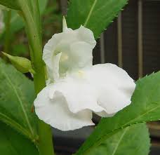 Image result for Impatiens balsamina