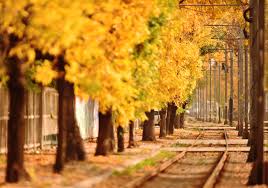 Pentru autorităţi tunelul iubirii nu este un loc ce merită vizitat, ci doar o cale feratã înconjuratã de bãlãrii. Tunelul Dragostei Din Bucuresti Cu Nikon D810