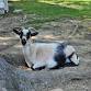 Quarterly Speaker Series: All About Goats! event in Bristol, CT