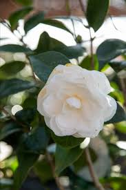 Camellia Nuccio S Gem In 2020 Plant Leaves Nursery Supplies Plants
