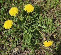 Image result for Micractis