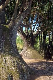 We did not find results for: Ponytail Palm San Diego Zoo Animals Plants