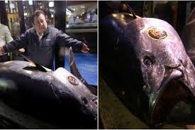 Maybe you would like to learn more about one of these? Pecahkan Rekor Ikan Tuna Ini Dibeli Seharga Rp43 Miiliar