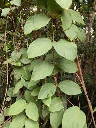 Image result for Icacinaceae