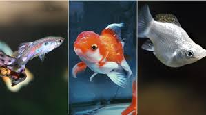 Saat masih kecil ikan ini punya sedikit warna merah, dan ketika dewasa mereka menjadi sepenuhnya keperakan alias silver. 7 Jenis Ikan Hias Air Tawar Kecil Untuk Mengisi Akuarium Cepat Adaptasi Dan Mau Dicampur