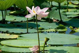Maybe you would like to learn more about one of these? Lotos Lotus Pflanzen Pflegen Schoner Wohnen