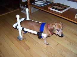Dog Wheelchair Dachshund Wheelchairs Small Dog Wheelchairs Pet Wheelchairs Dog Wheelchair Diy Dog Wheelchair Disabled Dog