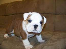 If this is your first time to consider adding an olde english. English Bulldog Puppies Cheap English Bulldog Puppy For Sale Saint Paul Mn Bulldog Puppies Bulldog Puppies For Sale English Bulldog Puppies