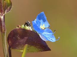 Image result for Commelina triangulispatha