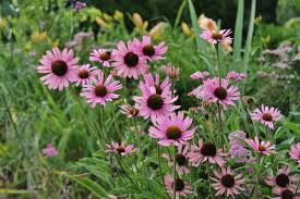 These gorgeous flowers have a variety of colors on one plant, ranging. Tennessee State Wildflower Tennessee Coneflower