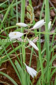 Image result for Trachyandra saltii