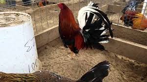 We did not find results for: Allen Roundhead For Sale Allen Roundhead Gamefowl For Sale