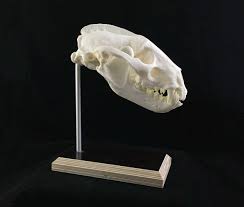 Das Trophaenstativ Fur Jagdtrophaen Trophaen Service