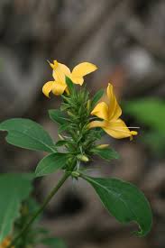 Image result for Barleria sp. B