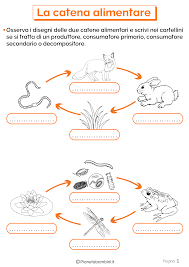 Alla base di ogni catena alimentare, ci sono i produttori, ossia degli organismi autotrofi, ovvero capaci di organizzare i composti chimici nel terreno. La Catena Alimentare Schede Didattiche Per La Scuola Primaria Pianetabambini It