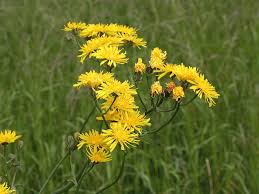 Image result for Crepis newii