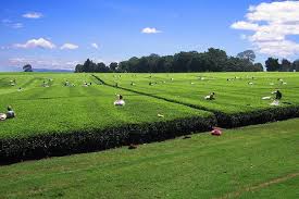 If you book with tripadvisor, you can cancel. Tea Picking Africa Tour Visit Africa Kenya
