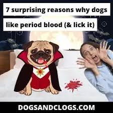7 Surprising Reasons Why Dogs Like Period Blood Lick It Dogsandclogs