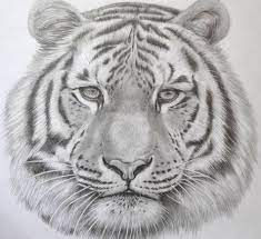 In this drawing tutorial i will show you how to draw a realistic snake in just a few steps you can watch the step by step video or the images or just print the coloring page. 75 Trendy Bow Tattoo Designs Tattoo Ideas In 2021 Tiger Drawing Tiger Face Drawing Realistic Animal Drawings
