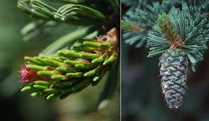 Image result for Pearsonia aristata