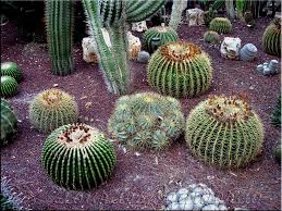 inspiration pinterest plante d'intérieur incontournable, le cactus est partout ! 6 Conseils Pour Bien Entretenir Un Cactus Astuces De Grand Mere