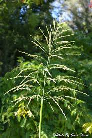 Image result for Panicum maximum