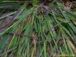 Image result for Digitaria setifolia