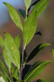 Image result for Vaccinium stanleyi