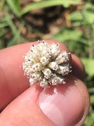 Image result for Athroisma gracile