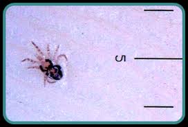 If a bird dies or leaves the nest, the mites seek. Bird Mite Characteristics