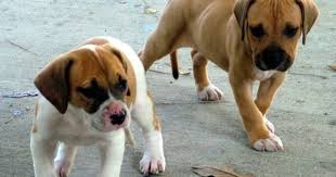 American Bulldog Beagle Mix Black And White American Bulldog Animals A Z Animals Animal Facts Information Pictures Videos Resources And American Bulldog Puppies Bulldog Puppies American Bulldog