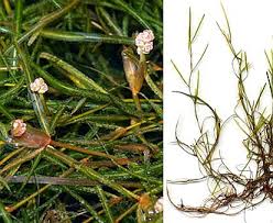 Image result for Potamogeton pusillus