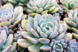 Their ability to endure drought is all cacti and succulents require good drainage, and the type of soil should be coarser. Succulent Plants 11 Types Of Succulents Better Homes And Gardens