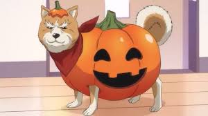 Choose an episode below and start watching oda cinnamon nobunaga in subbed & dubbed hd now. Any Other Shibe Fans Watching Oda Cinnamon Nobunaga Pic Related It S Nobunaga In A Dog S Body In A Pumpkin Costume Shibe