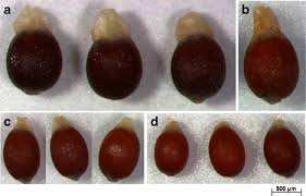 Image result for Luzula abyssinica