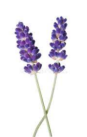 Lavender Flower Isolated On White Spon Flower Lavender White Isolated Ad Lavender Flowers Flowers Photography Flowers