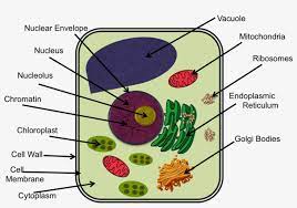 Maybe you would like to learn more about one of these? Picture Plant Cells Labeled Ixl 1100x720 Png Download Pngkit