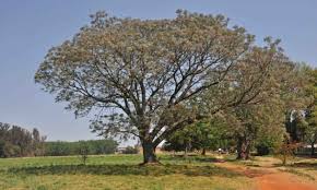 Image result for Inhambanella