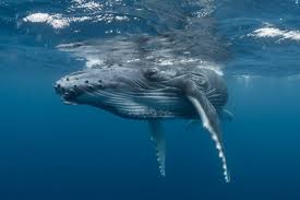 These whales can be easily recognized thanks to their size, large flippers and ability to produce beautiful songs. Humpback Whale Population On The Rise After Near Miss With Extinction Uw News