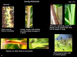 Image result for Rosaceae
