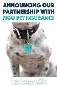 Figo pet insurance coupons page at hotdeals is very convenient for you use, in order to shop online with big discounts. Pin On The Broke Dog Articles And Posts From The Blog