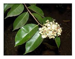 Image result for Maranthes