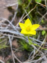 Image result for Sebaea junodii