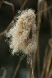 Image result for Typha