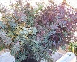 Acacia Purple California Foliages Greens Foliages And Branches Flowers By Category Sierra Flower Finder Foliage Plants Foliage Flower Branch