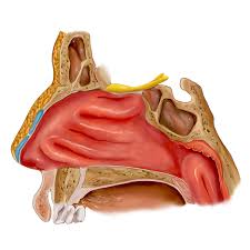 Lesen sie über anzeichen, ursachen, folgen und behandlungen. Nase Nasennebenhohlen Anatomie Fachwissen