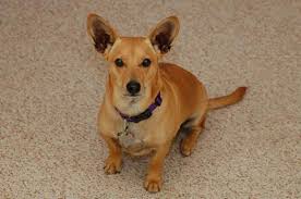 Black And White Corgi Dachshund Mix Dorgi Dorgi Pictures Corgi Dachshund Dachshund Mix Dog Breeds Pictures