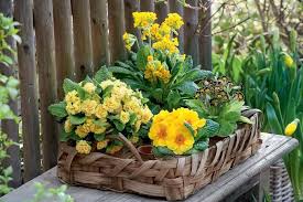 Fruhlingsdeko Mit Primeln Fruhlings Dekoration Fruhlingsblumen Deko Fruhling