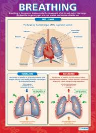 Breathing Physical Education School Posters Science Teaching Resources Human Anatomy And Physiology Science Biology