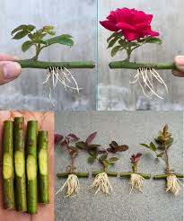 Image result for cuttings of roses